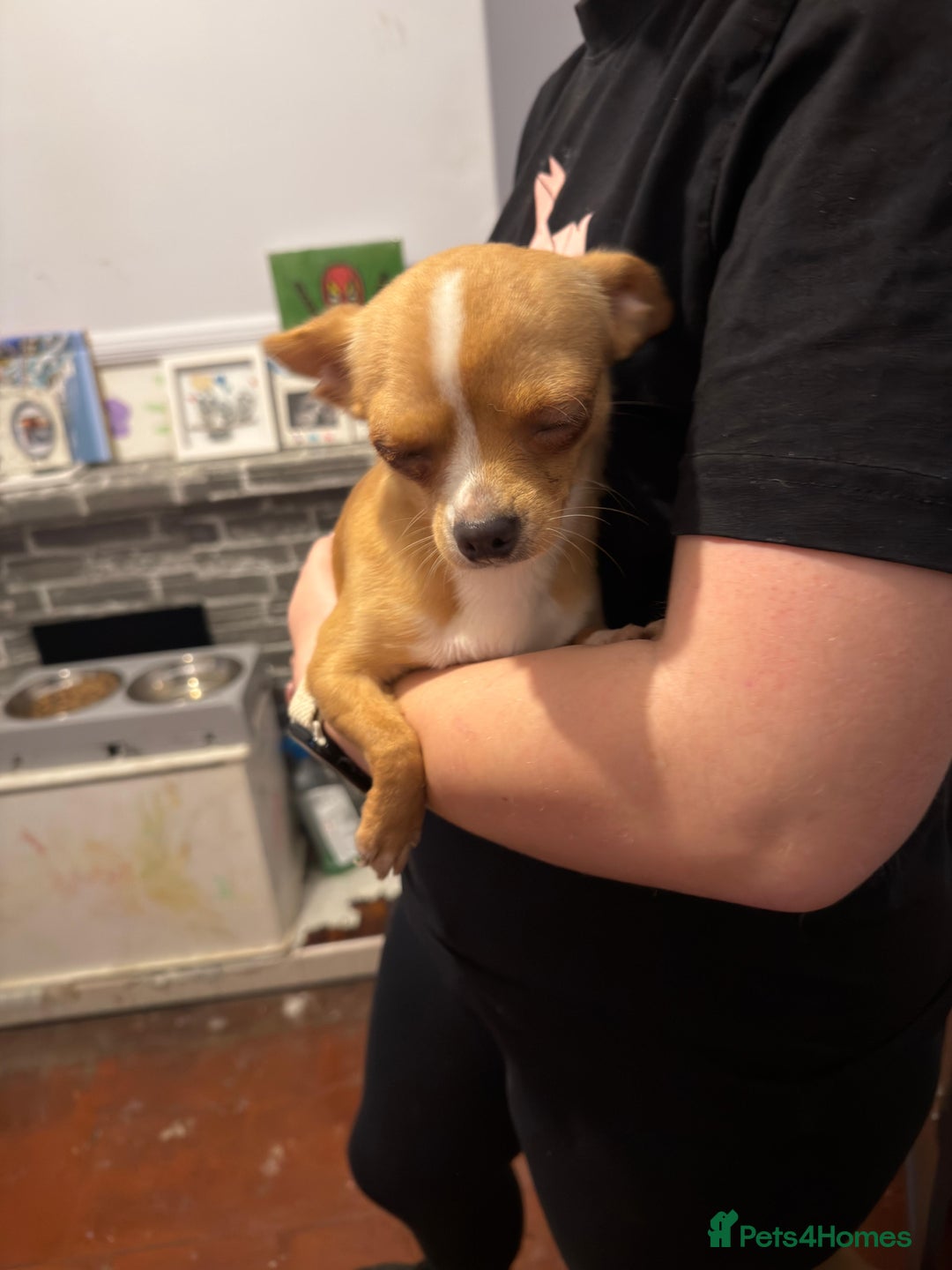 Mixed Breed dogs for sale: Males fenchie chihuahua x2 female chihuahua  - Image 20