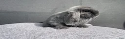 Mini Lop rabbits for sale: Mini Lops Ready To Leave Now  - Advert 9