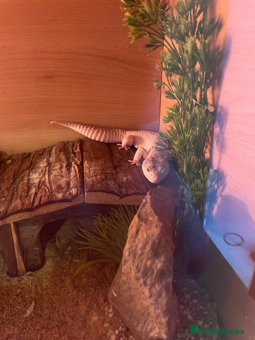 Leopard Gecko reptiles for sale: Leopard gecko high end morph  in Huddersfield - Advert 1