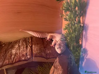 Leopard Gecko reptiles Leopard gecko high end morph - Advert 2