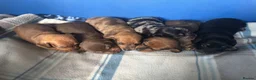 Dachshund dogs for sale: Miniature dachshund - Advert 10