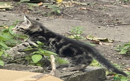 Mixed Breed cats for sale: Friendly kittens looking for loving homes 🐾 - Image 8