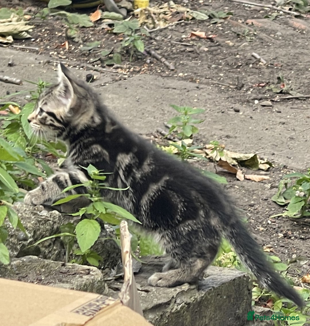 Mixed Breed cats for sale: Friendly kittens looking for loving homes 🐾 - Image 8
