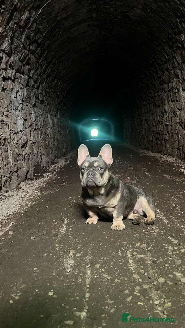 French Bulldog dogs French Bulldog to stud out in Derby - Advert 1