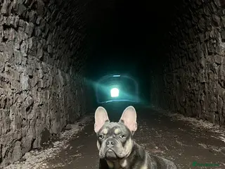 French Bulldog dogs French Bulldog to stud out in Derby - Advert 1