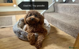 Cockapoo dogs for sale: F1B Cockapoo - Image 13