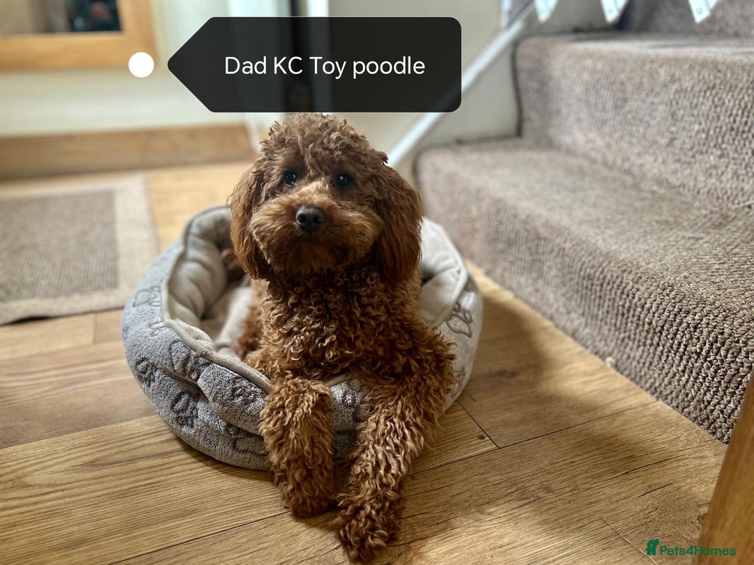 Cockapoo dogs for sale: F1B Cockapoo - Image 13