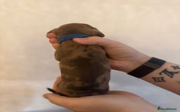 Miniature Dachshund dogs for sale: Miniature dachshund puppies for sale - Image 4