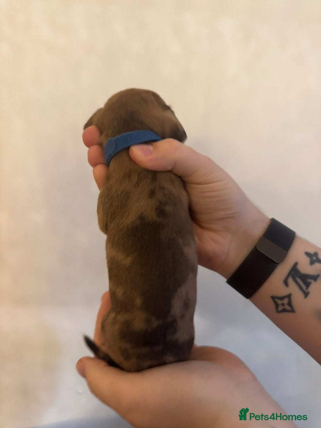 Miniature Dachshund dogs for sale: Miniature dachshund puppies for sale - Image 4