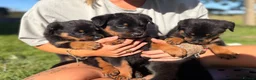 Rottweiler dogs for sale: Female left  - Advert 13