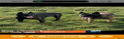 Belgian Shepherd Dog dogs for sale: Female Belgian malinois puppy  in Choppington - Advert 2