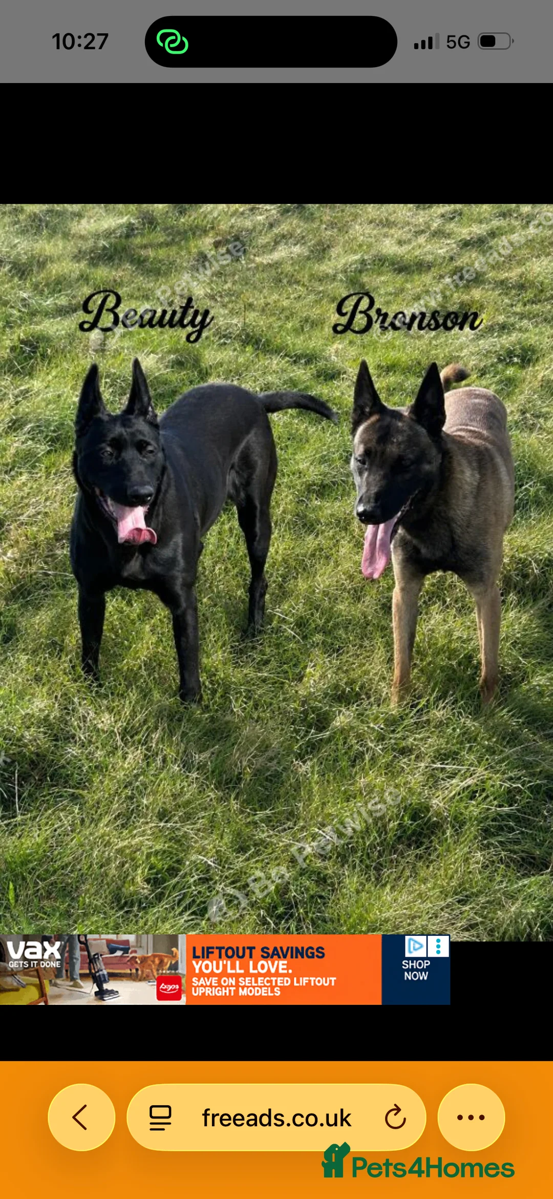 Belgian Shepherd Dog dogs for sale: Female Belgian malinois puppy  in Choppington - Advert 2