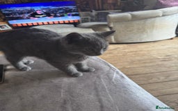 British Shorthair cats for sale: 1 Grey and 2 Black kittens - Image 9
