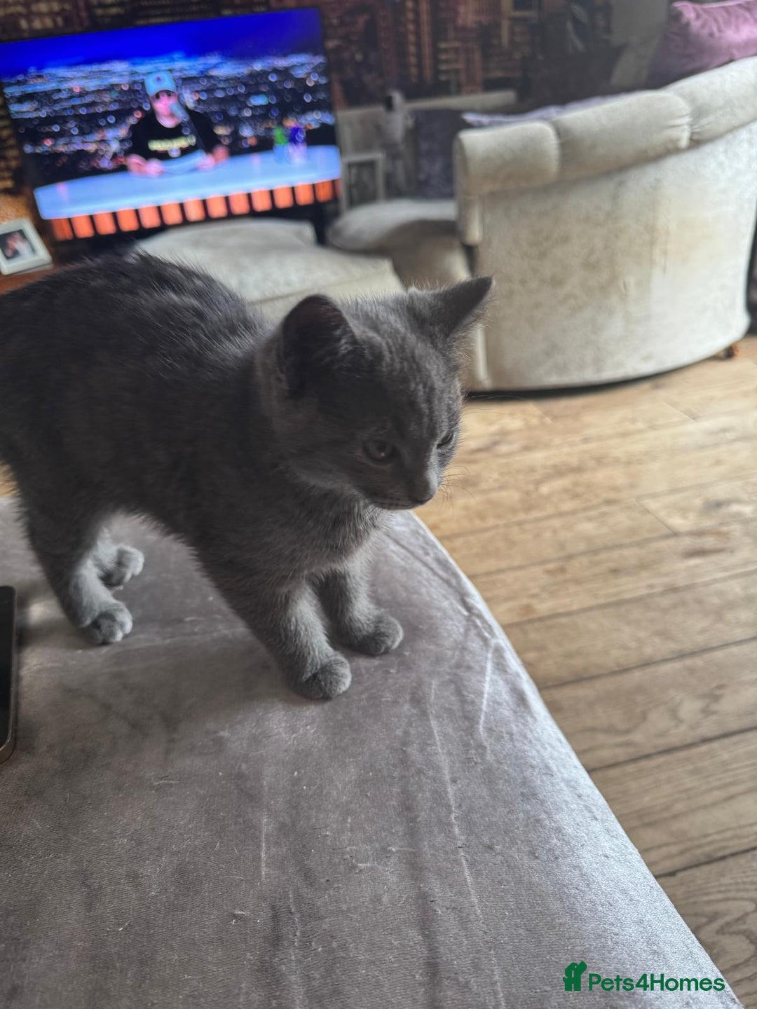 British Shorthair cats for sale: 1 Grey and 2 Black kittens - Image 9