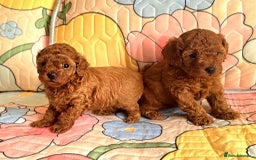 Toy Poodle dogs for sale: 🔥Toy 🔥Mini 🔥Asian Poodle Puppies Girls for sale - Image 2