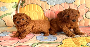 Toy Poodle dogs - Advert 2