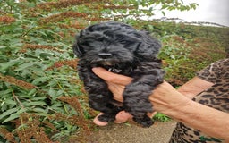 Cockapoo dogs for sale: 5 STAR FULLY DNA HEALTH TESTED F1B COCKAPOOS - Image 13