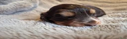 Cocker Spaniel dogs for sale: RKC SHOW COCKER SPANIEL PUPPY EXTENSIVELY HEALTH - Advert 2