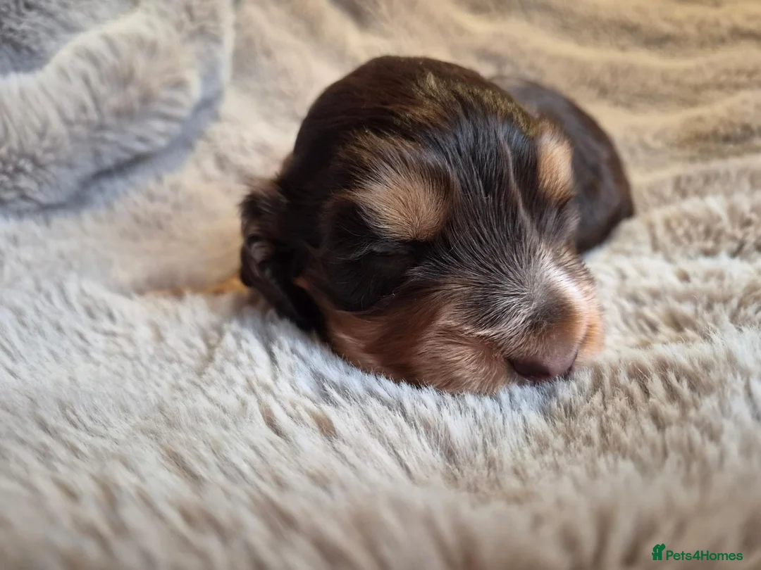 Cocker Spaniel dogs for sale: RKC SHOW COCKER SPANIEL PUPPY EXTENSIVELY HEALTH - Advert 2