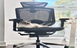 Ragdoll cats for sale: Playful Indoor Cat Kiki-Fully Vaccinated & Healthy - Image 4