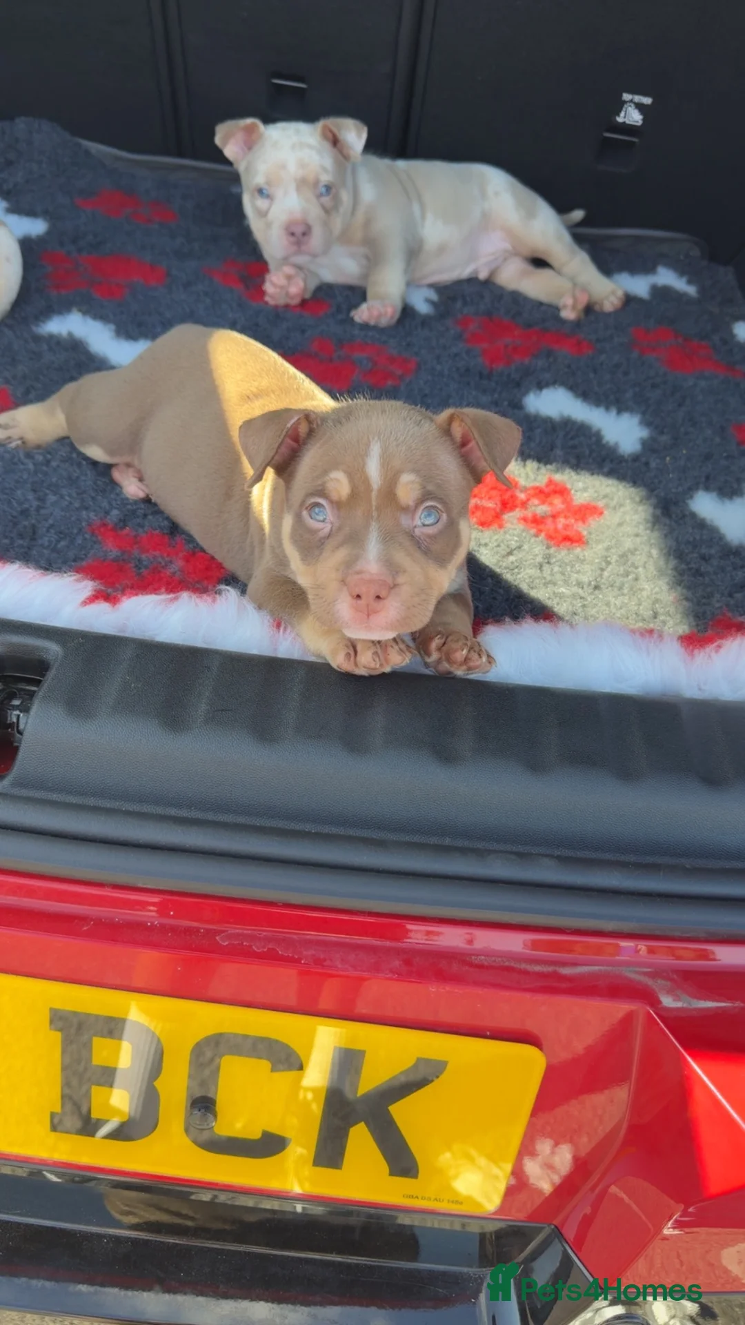 American Bully dogs for sale: ✨ Stunning ABKC Pocket Bully Puppies ✨ - Advert 24
