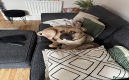 Mixed Breed dogs for sale: Meet Hooper – Your Loyal, Loving Companion Awaits! - Image 6