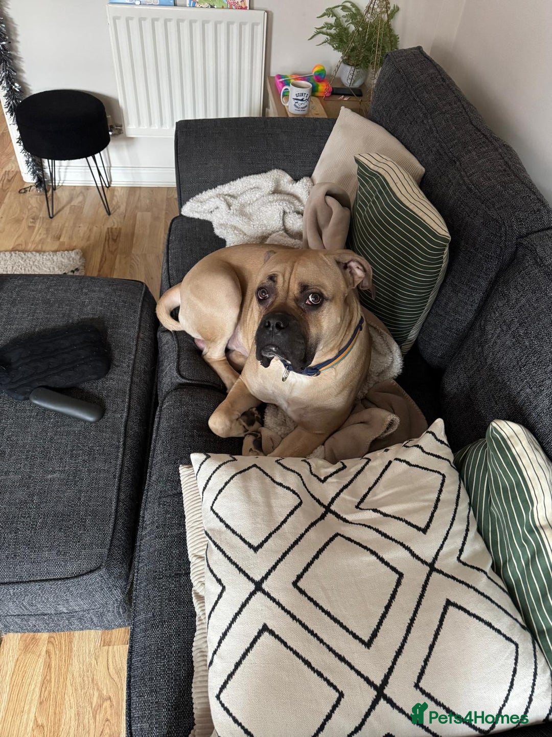 Mixed Breed dogs for sale: Meet Hooper – Your Loyal, Loving Companion Awaits! - Image 6