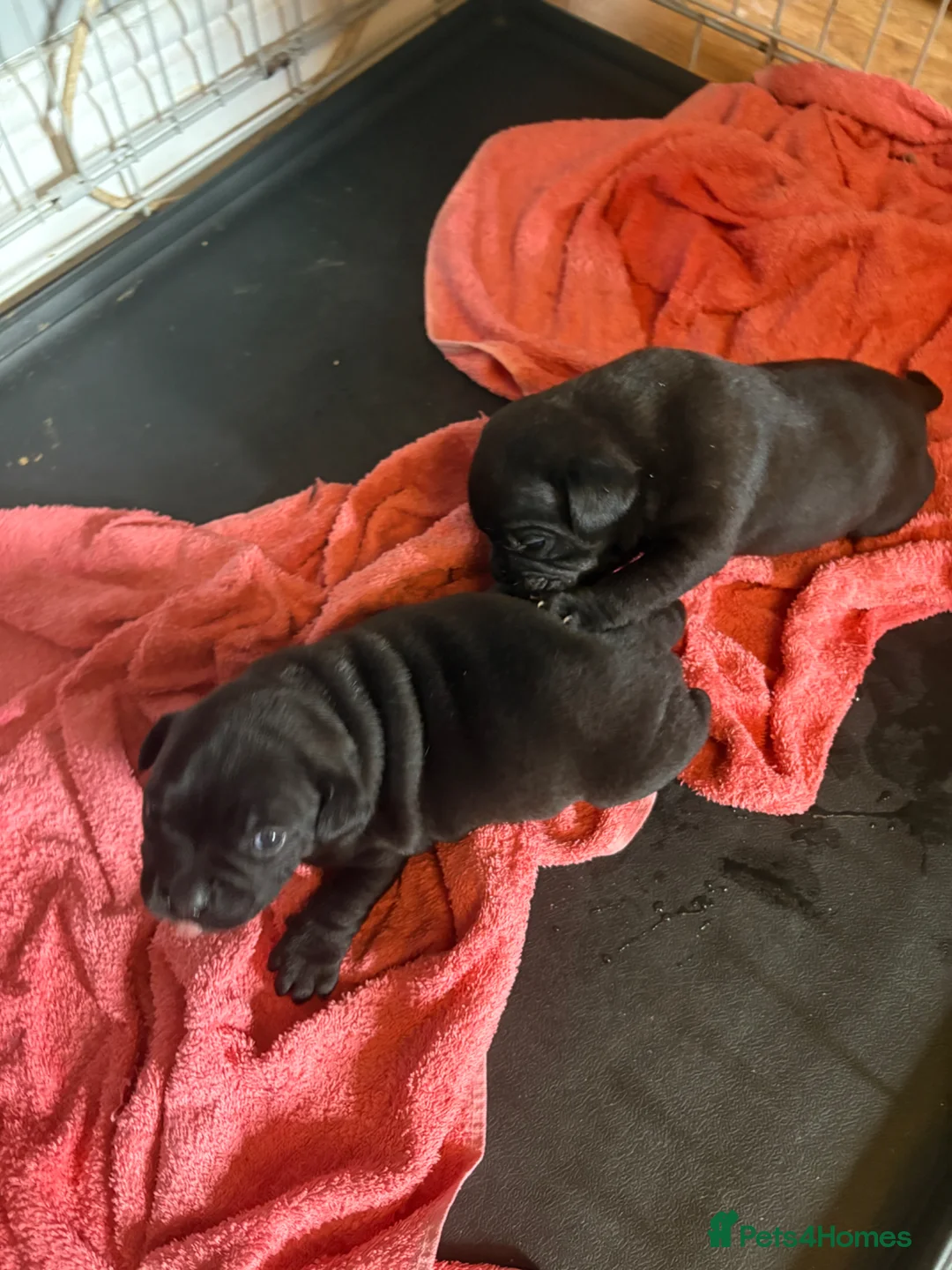 Staffordshire Bull Terrier dogs for sale: Beautiful Staffordshire bull terrier pups  - Advert 8