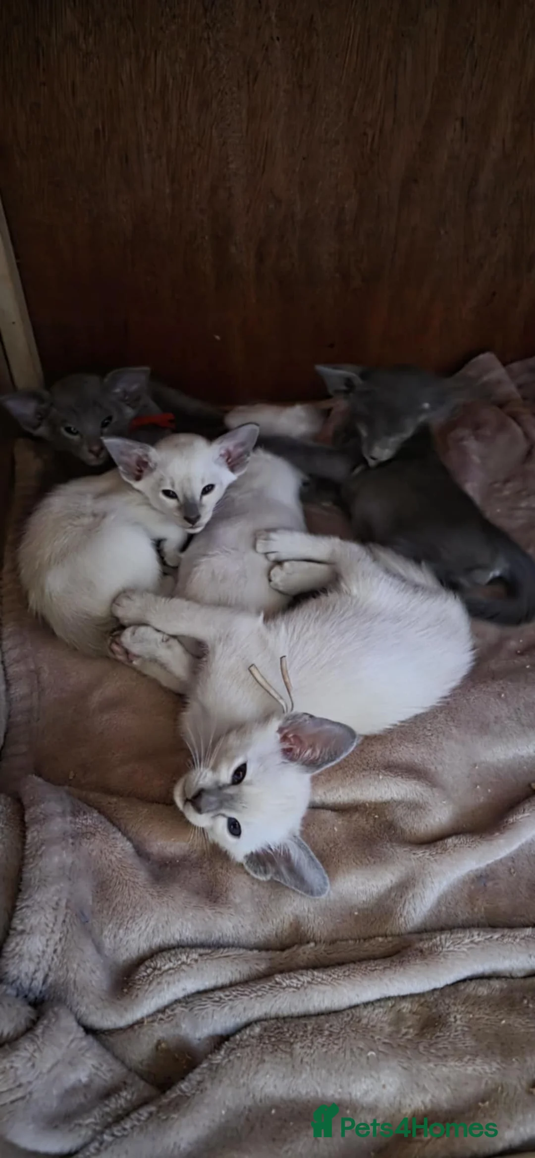 Oriental cats for sale: Stunning GCCF Oriental  and Lilac Siamese Kittens  - Advert 8