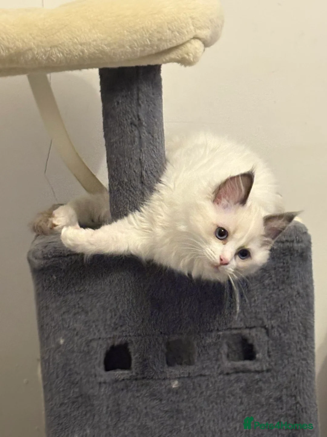 Ragdoll cats for sale: White Female Ragdoll for sale - Advert 10