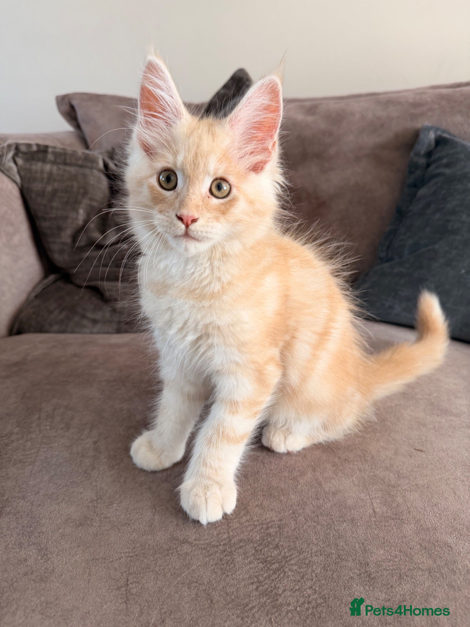 Maine Coon cats 👑GCCF REGISTERED MAINE COONS  - Advert 10