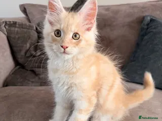 Maine Coon cats 👑GCCF REGISTERED MAINE COONS - Advert 14