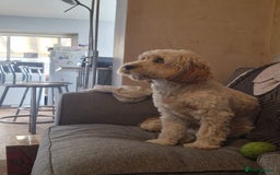 Cockapoo dogs for sale: Cockapoo - Image 5