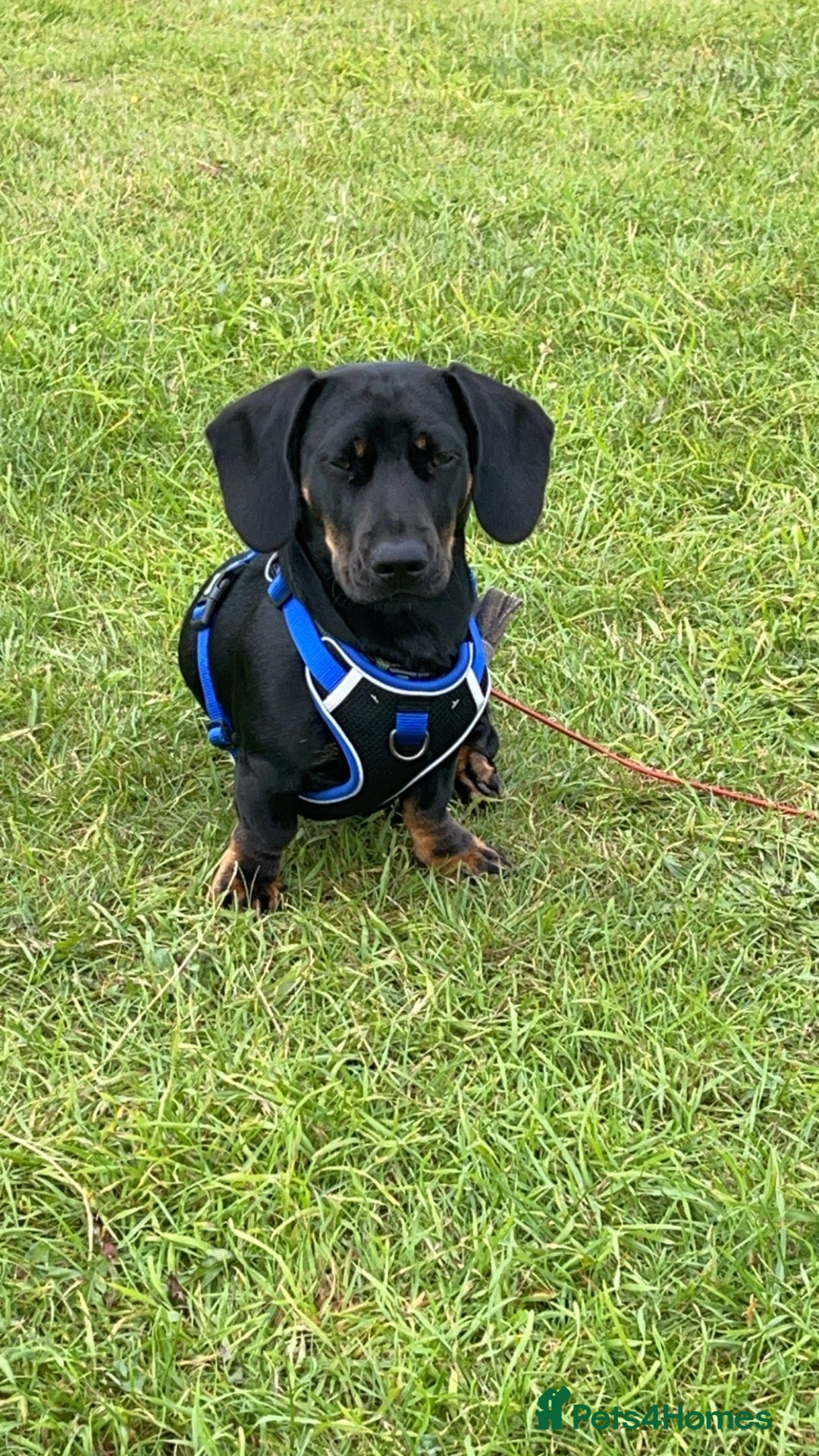 Mixed Breed dogs for sale: Dachshund X frenchie  - Advert 9