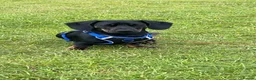 Mixed Breed dogs for sale: Dachshund X frenchie  - Advert 1