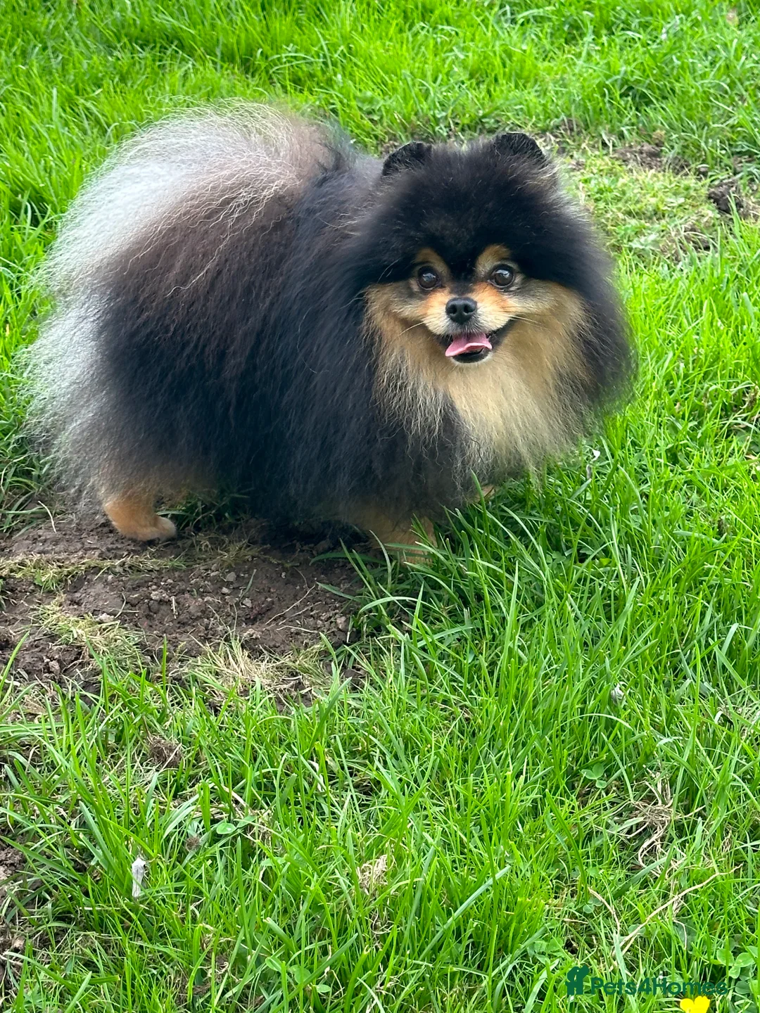 Pomeranian dogs for stud: Black and Tan super coat boy for stud in Lanark - Advert 8