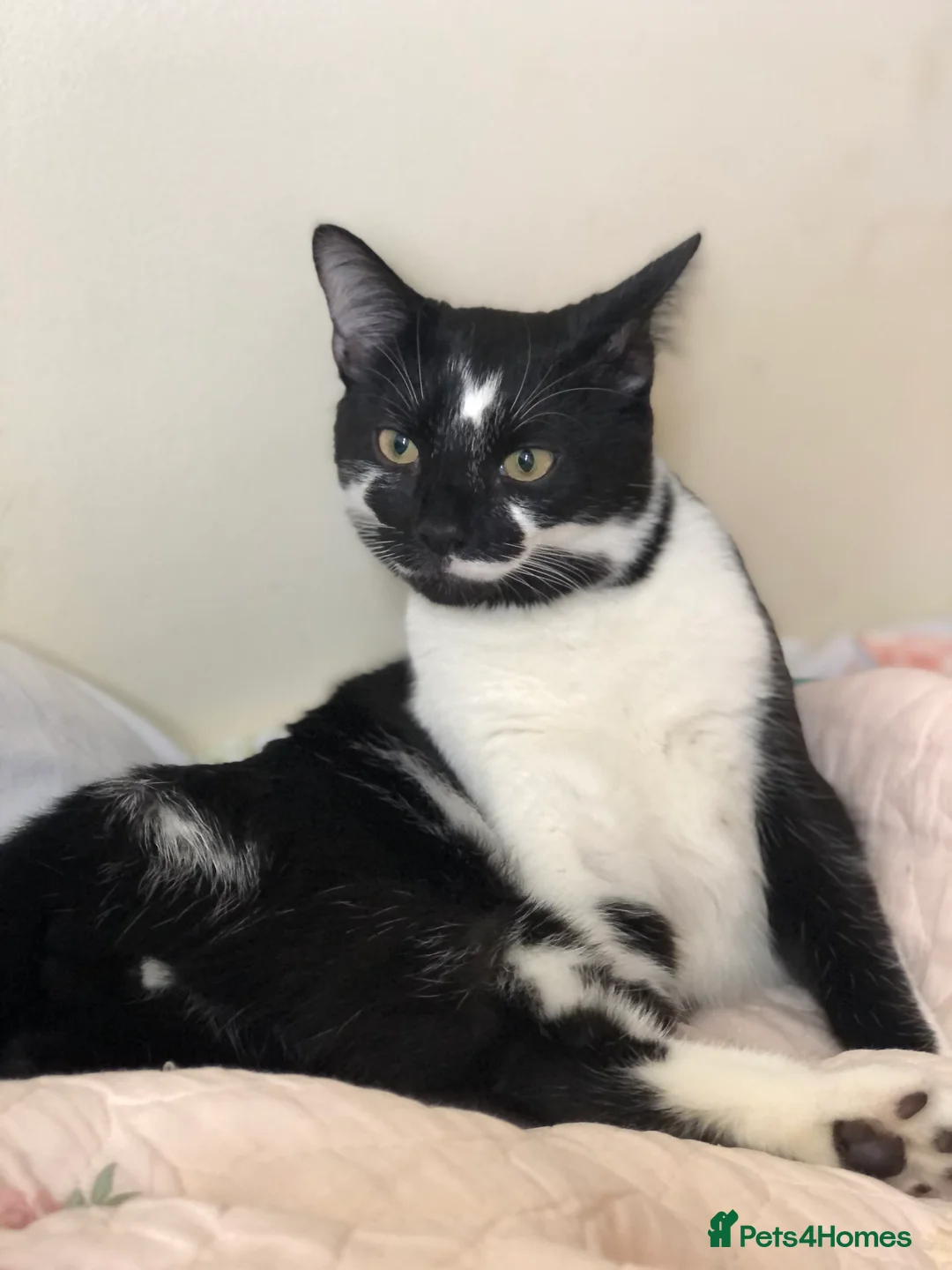 Domestic Shorthair cats for sale: Vaccinated Adorable domestic SH boy & calico girl - Advert 2