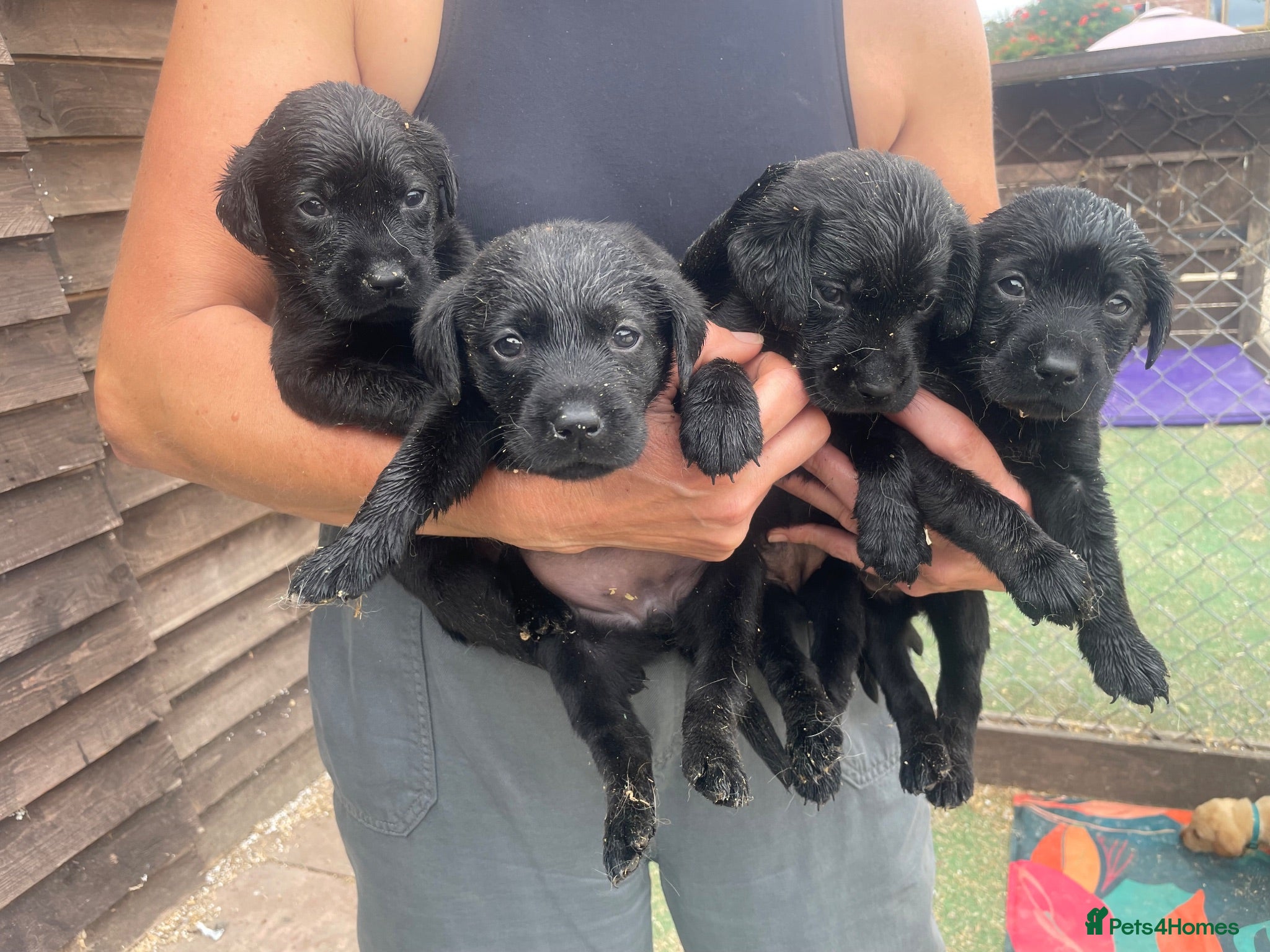 Labrador Retriever dogs Pedigree Labrador Puppies ready 10th September  - Advert 20