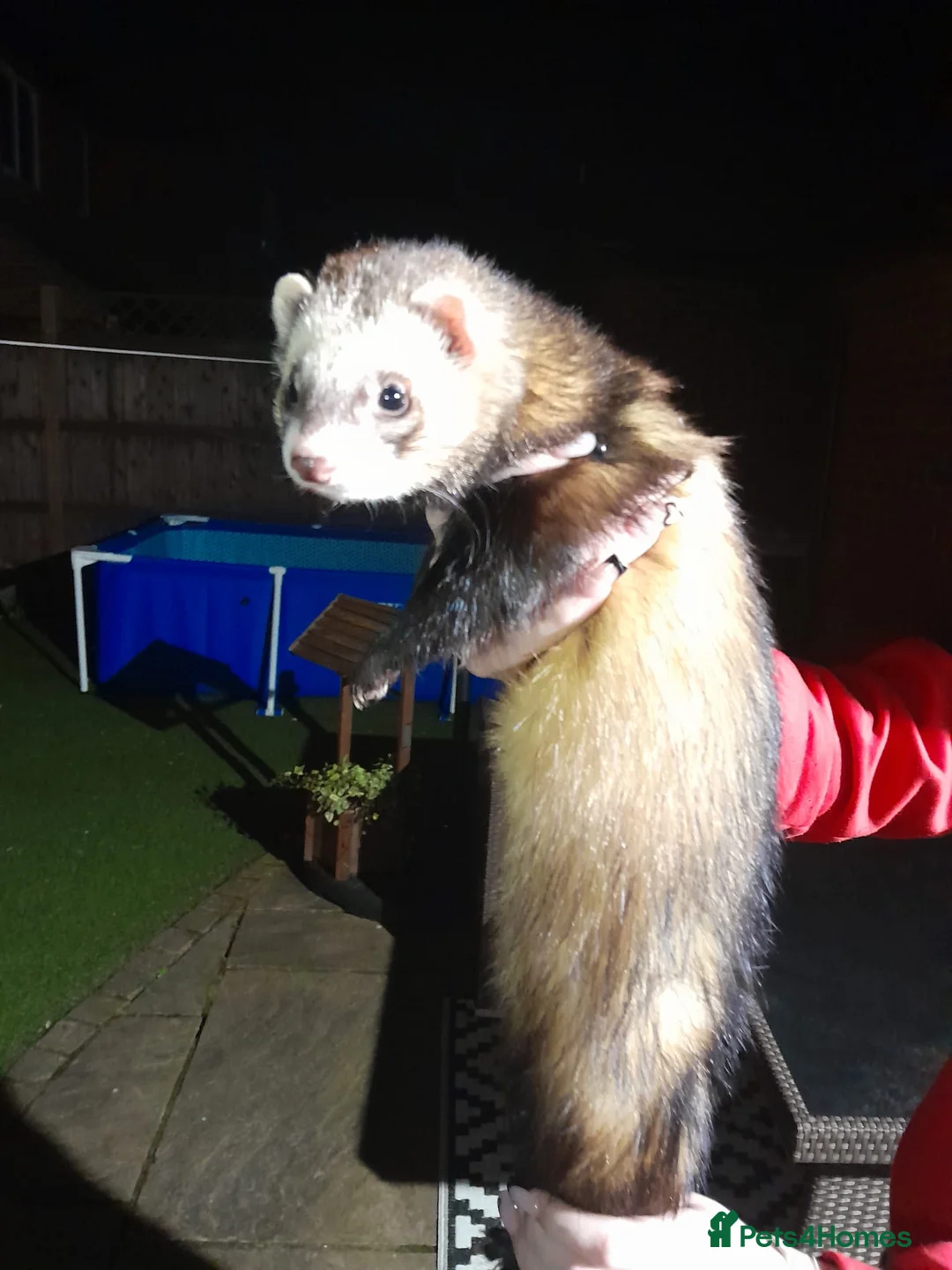 Ferret rodents for sale: Chuck the ferret  in Wigan - Advert 2