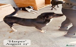 Mixed Breed dogs for adoption: Harper, 18 months. Available for adoption. - Image 5