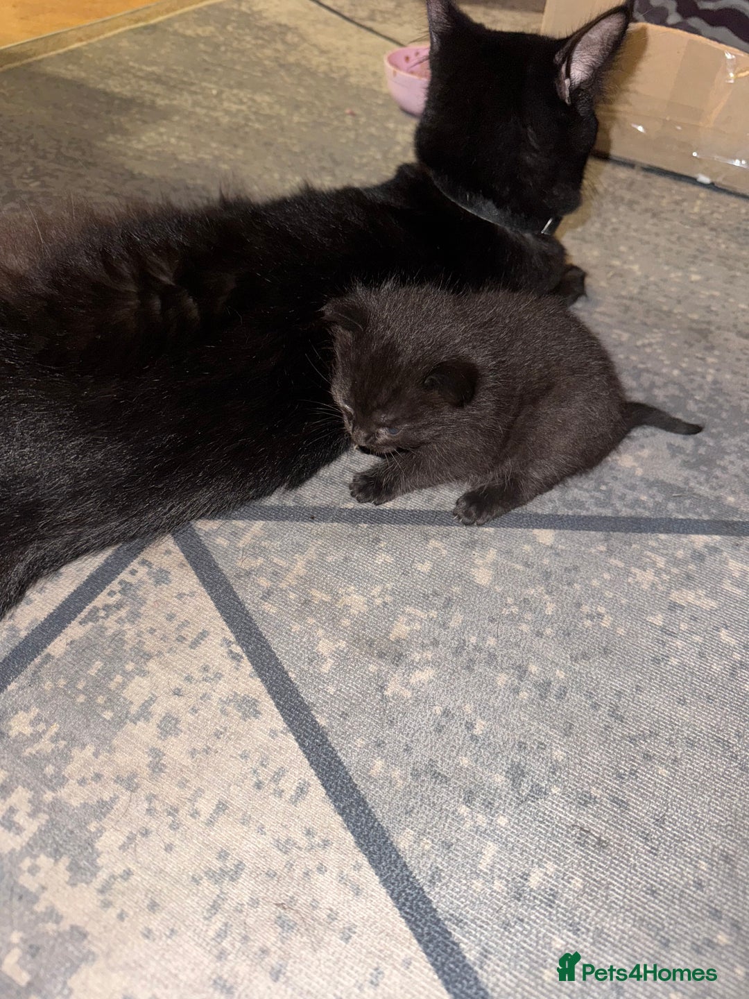 Mixed Breed cats for sale: Kittens  - Advert 3