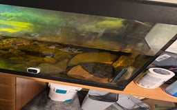 Turtle reptiles for sale: Mississippi Map Turtles - Image 5