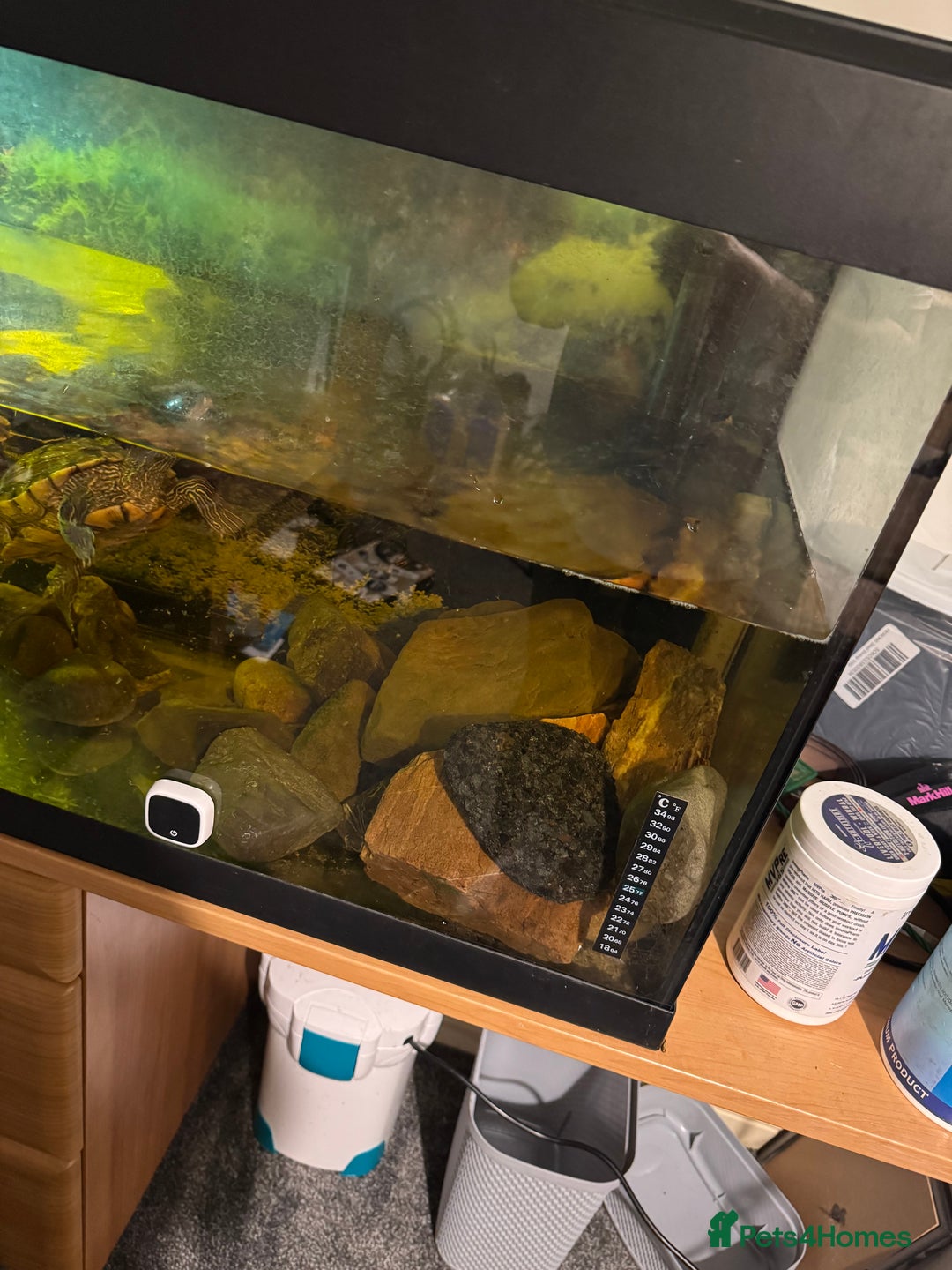 Turtle reptiles for sale: Mississippi Map Turtles - Image 5