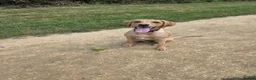 Labrador Retriever dogs for sale: Labrador retriever puppy 6 months old girl in Aylesbury - Advert 9