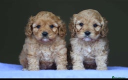 Cavapoo dogs for sale: ✨Quality Cavapoo Puppies✨ - Image 2