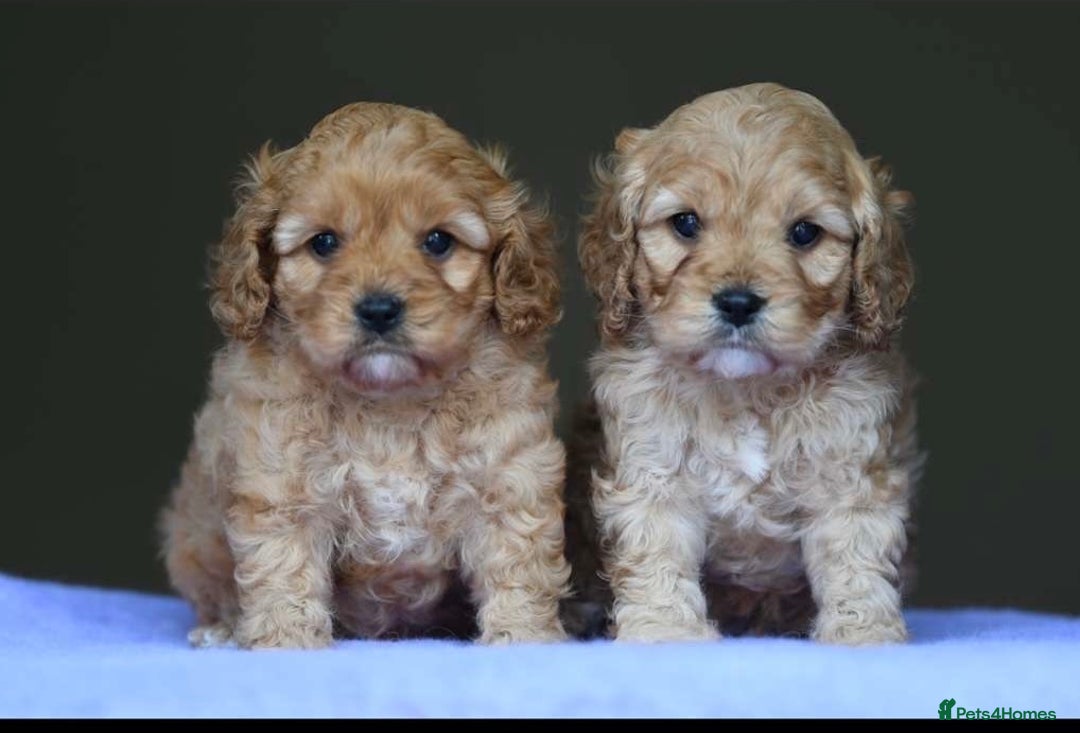 Cavapoo dogs for sale: ✨Quality Cavapoo Puppies✨ - Image 2