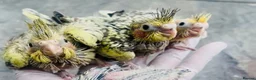 Mixed Breed birds for sale: Baby, tame, breeding birds clearance - Advert 4