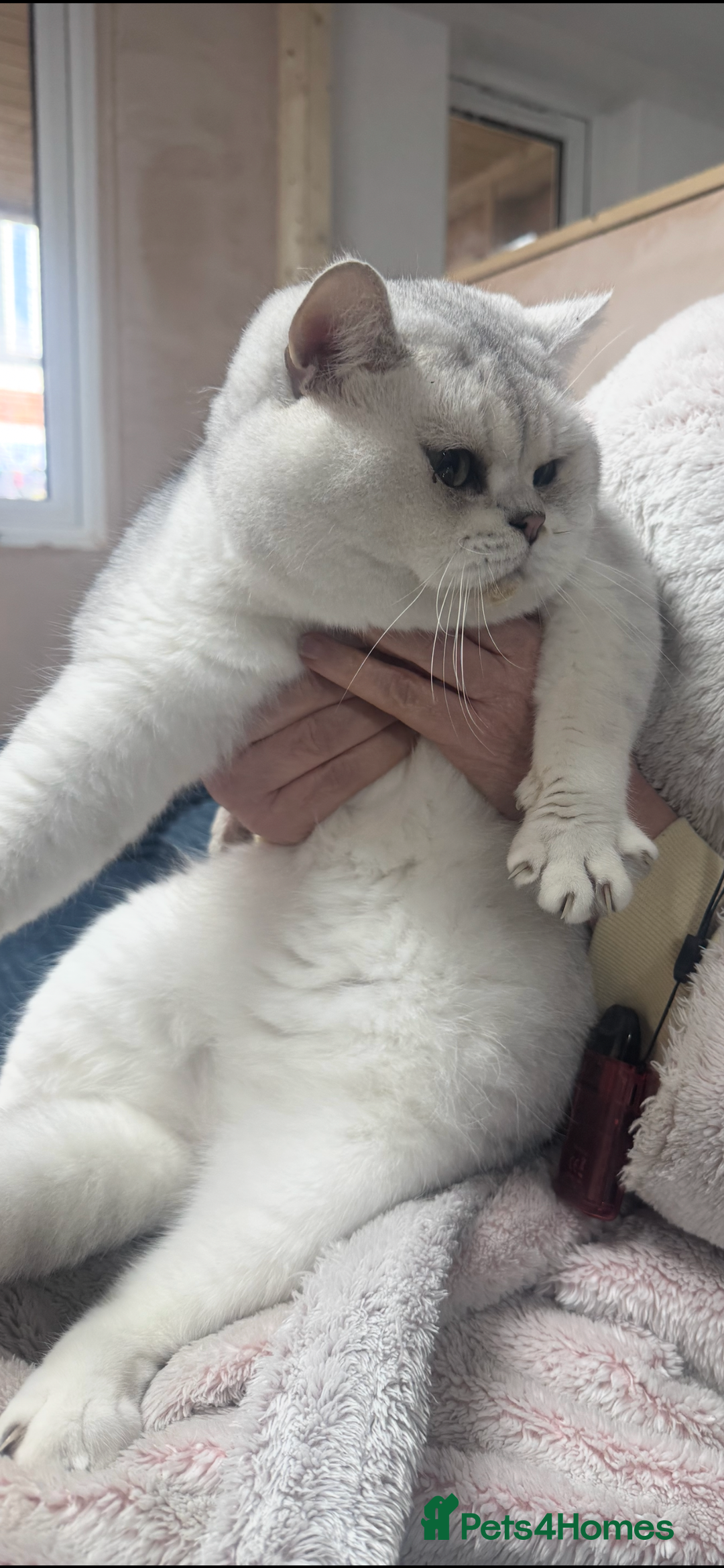 British Shorthair cats for sale: Storm - 17 month boy  - Advert 2