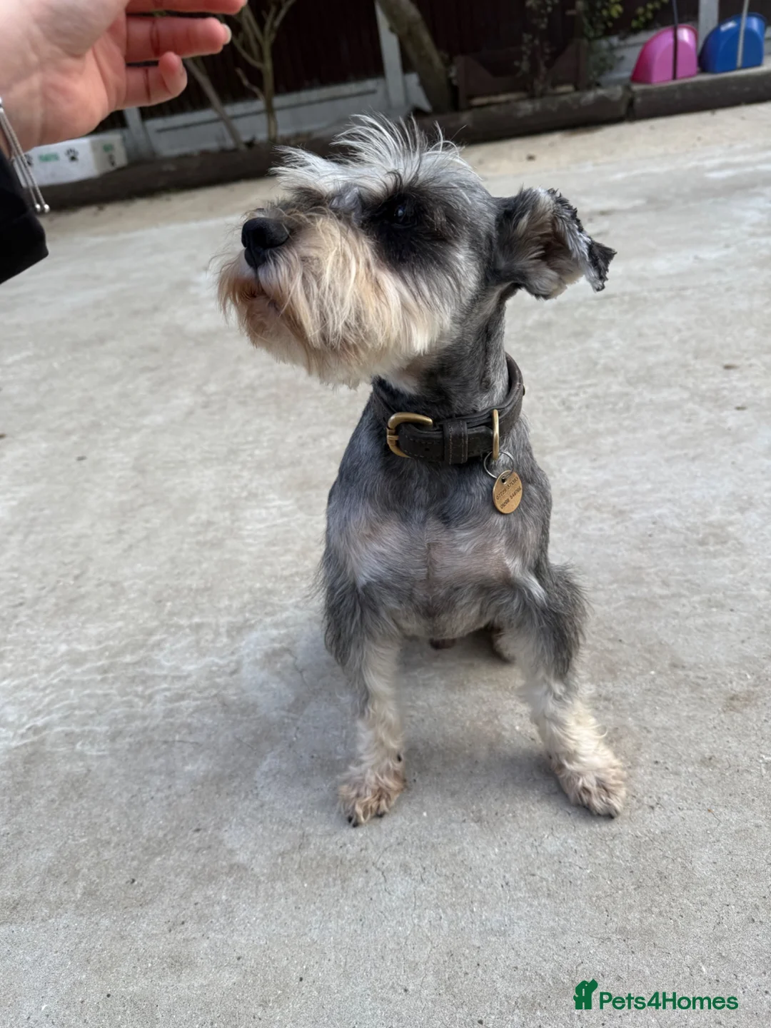 Miniature Schnauzer dogs for sale: Pepper and salt female  - Advert 2