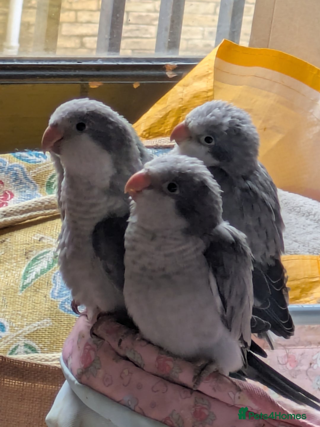 Parakeets birds for sale: Hand reared tamed white and cobalt Quaker parrots  - Image 17